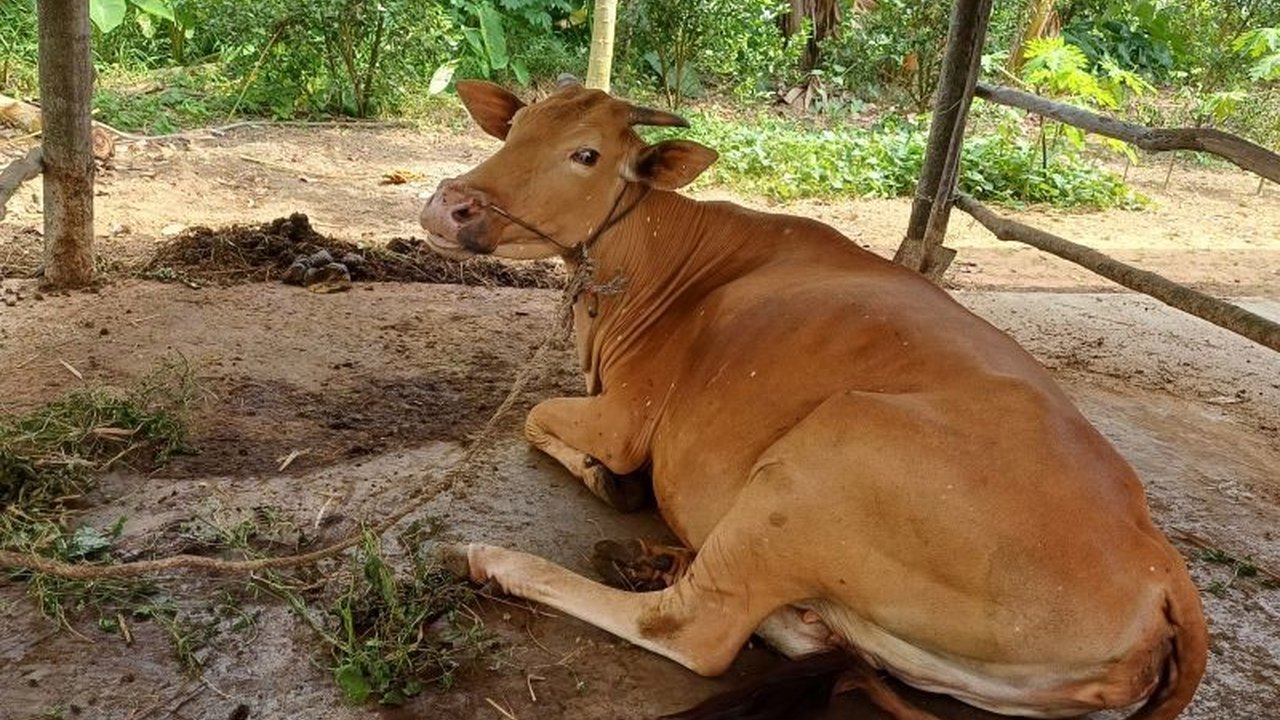 Perhimpunan Dokter Hewan Indonesia (PDHI) cabang Kepri siap membantu pemerintah daerah dalam program vaksinasi penyakit mulut dan kuku (PMK) pada ternak untuk mencegah kerugian ekonomi di sektor peternakan.