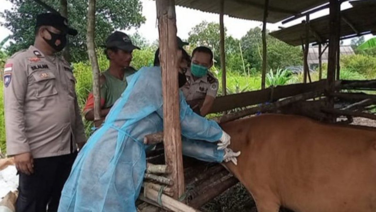 Kabupaten Natuna, Kepri, telah lama bebas PMK tanpa vaksinasi, namun secara resmi masih berstatus zona kuning PMK karena temuan kasus di wilayah Kepri lainnya.
