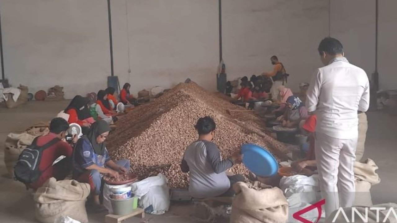 Ekspor pinang biji Jambi mencapai 52.880 ton pada 2024, berkontribusi 25,36% dari total ekspor nasional dan melibatkan 14 negara tujuan, serta difasilitasi oleh Balai Karantina Hewan Ikan dan Tumbuhan Jambi.