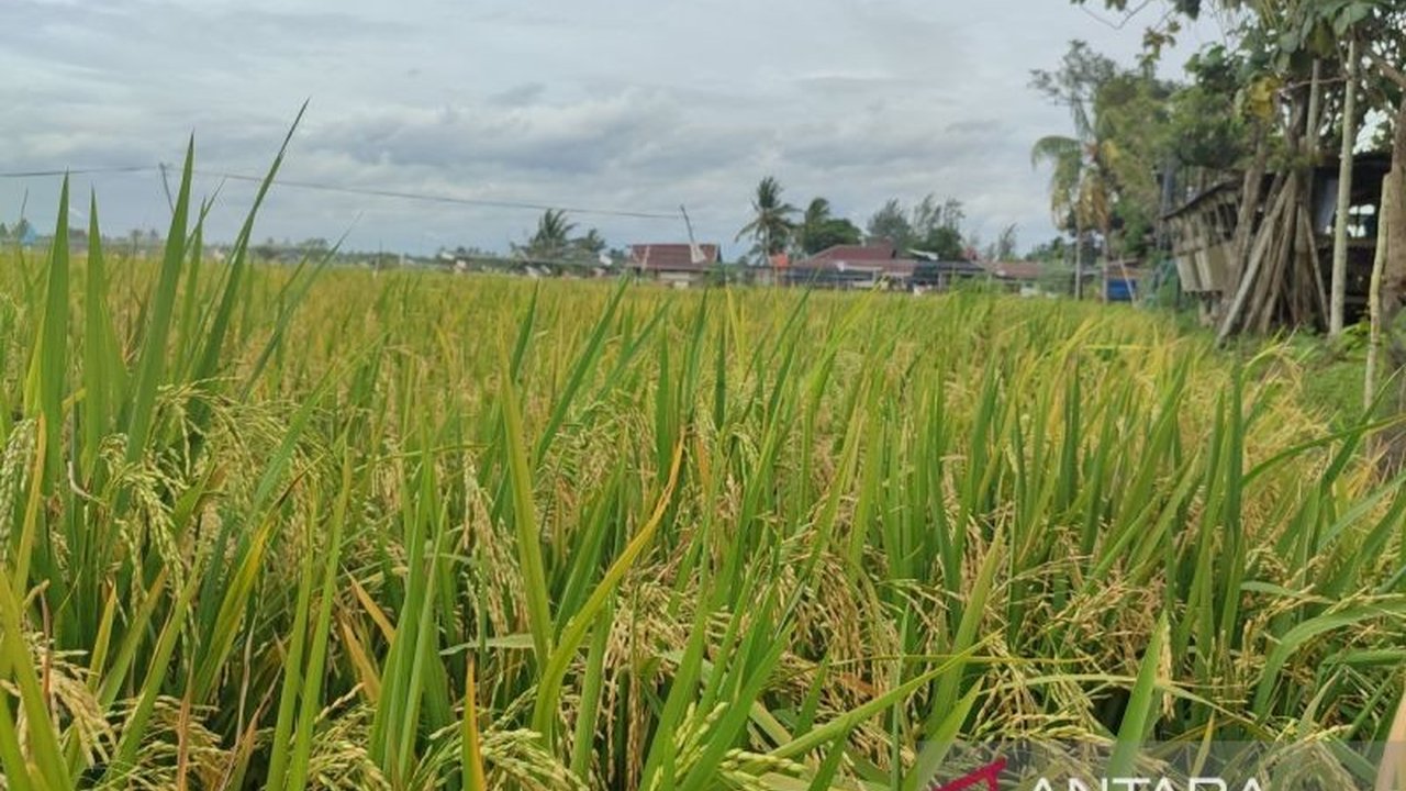 Pemerintah Kota Bengkulu menyalurkan pupuk subsidi untuk 1.031 petani pada tahun 2025, dengan alokasi 280 ton urea dan 400 ton pupuk NPK, peningkatan dari tahun sebelumnya untuk mendukung sektor pertanian lokal.