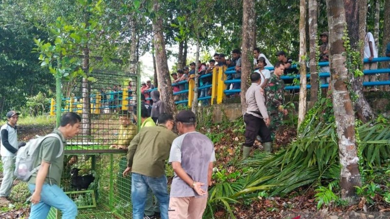 Balai Konservasi Sumber Daya Alam (BKSDA) Bengkulu menangani konflik antara harimau dan manusia di Mukomuko setelah seorang warga meninggal dan seekor sapi dimangsa harimau, dengan memasang perangkap dan imbauan kewaspadaan warga.