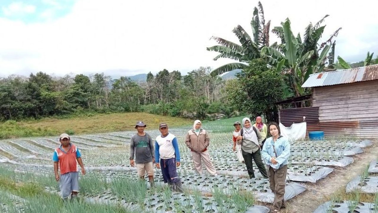 Pemerintah Provinsi Kalimantan Barat memberikan bimbingan dan pelatihan kepada petani di Bengkayang terkait penyakit yang menyerang tanaman daun bawang, bertujuan meningkatkan hasil panen dan kesejahteraan masyarakat.