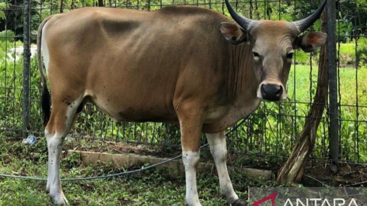 Balai Karantina Hewan, Ikan dan Tumbuhan (BKHIT) Maluku meningkatkan pengawasan ternak di Ambon untuk mencegah penyebaran Penyakit Mulut dan Kuku (PMK), meskipun Maluku masih tergolong zona hijau.