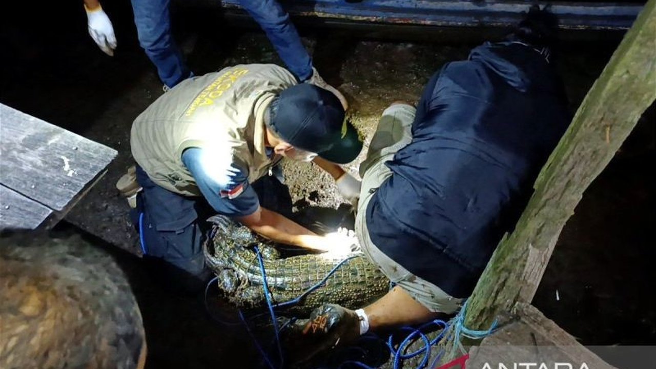BKSDA Resort Sampit mengamankan buaya muara sepanjang 1,5 meter di Sungai Mentawa, Kotim, Kalimantan Tengah, setelah mendapat laporan dan observasi terkait aktivitas buaya yang terbiasa diberi makan warga.