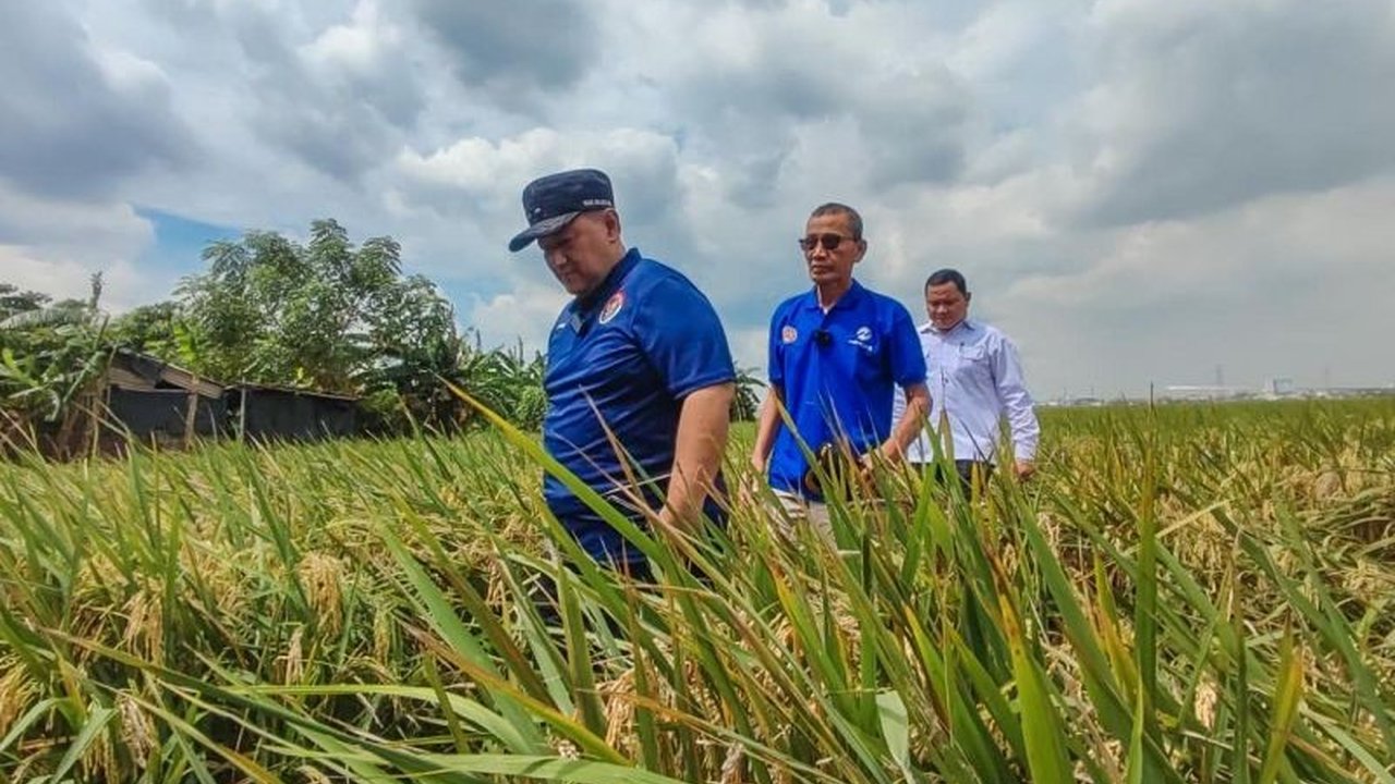 Penurunan produksi padi di Jakarta Utara pada Januari-Februari 2025 disebabkan oleh banjir akibat curah hujan tinggi dan serangan hama, meskipun produksi masih di atas rata-rata nasional.