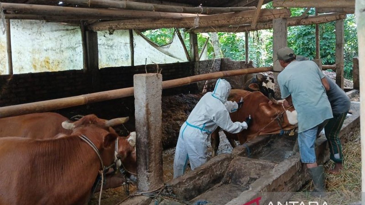 Vaksinasi PMK Rutin di Temanggung Cegah Penyebaran Lebih Luas