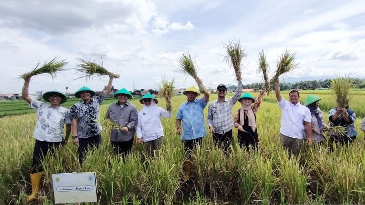 Kota Bogor berhasil panen padi nutri zinc yang kaya akan zinc,  berpotensiatasi masalah stunting, hasil kolaborasi berbagai pihak untuk ketahanan pangan.