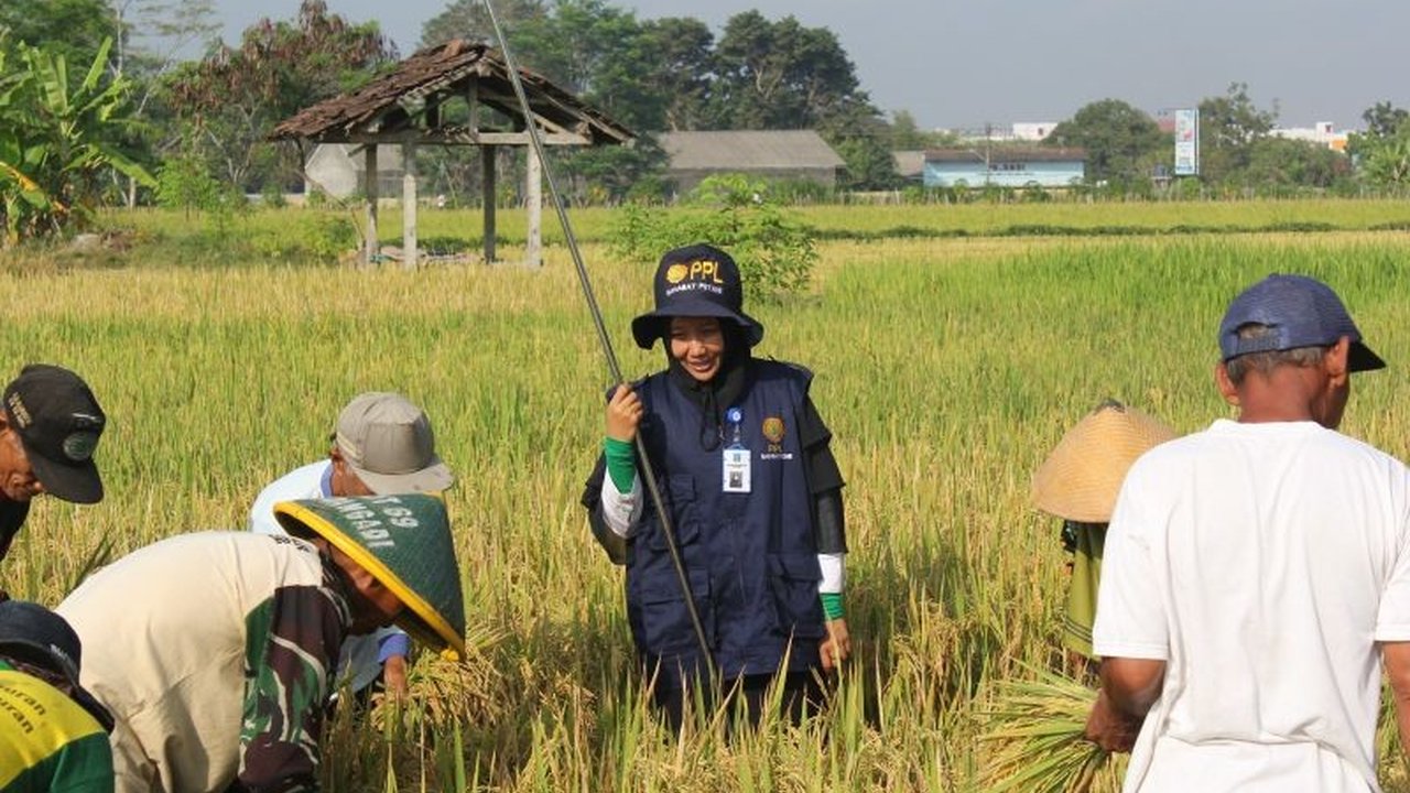 Dinas Pertanian, Pangan dan Perikanan (DP3) Sleman berupaya meningkatkan kualitas dan kuantitas produksi padi petani melalui pelatihan dan penggunaan teknologi tepat guna, guna memenuhi standar Harga Pembelian Pemerintah (HPP) oleh Bulog.