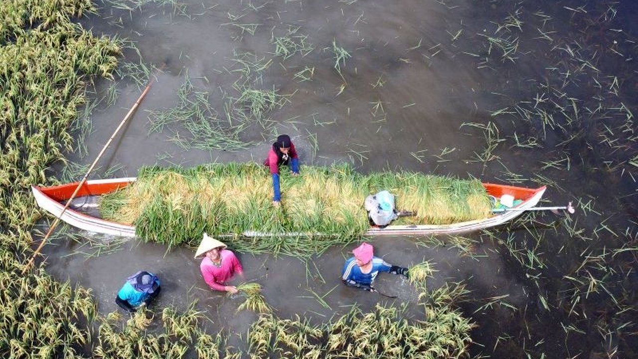 Luapan Danau Limboto di Gorontalo merendam puluhan hektare sawah, memaksa petani memanen padi lebih awal dan menyebabkan kerugian hingga jutaan rupiah.