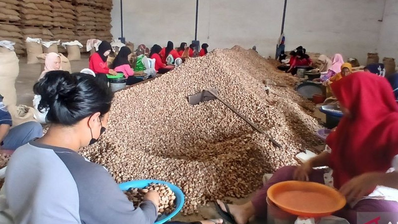 Ekspor pinang biji Jambi mencapai 52.880 ton di tahun 2024, berkontribusi signifikan terhadap perekonomian daerah dan menunjukkan kualitas unggul pinang Jambi di pasar internasional.