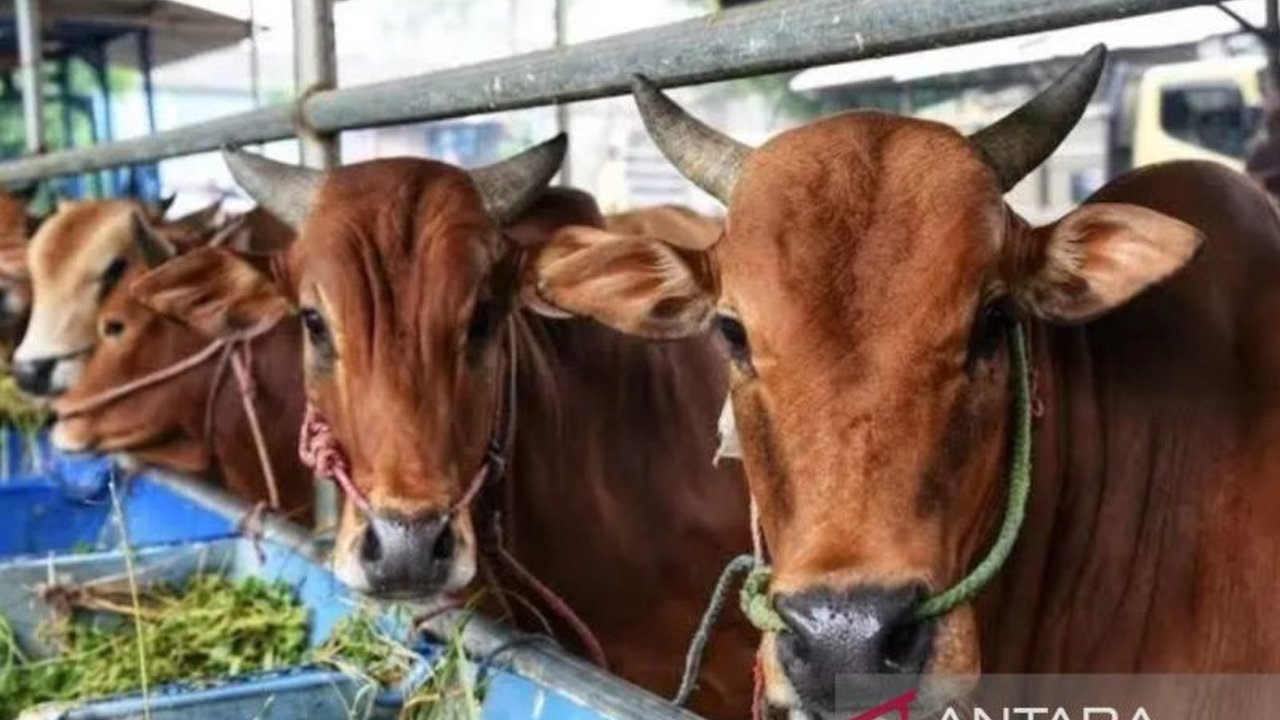 Dinas Peternakan dan Kesehatan Hewan Kaltim mengajak peternak aktif cegah PMK dengan melaporkan gejala penyakit mulut dan kuku pada hewan ternak untuk minimalisir dampak pada produktivitas dan reproduksi.