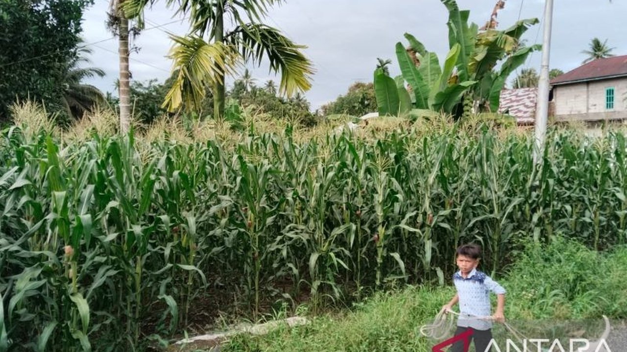 Produksi jagung Kota Pariaman meningkat signifikan menjadi 1.021,8 ton di tahun 2024,  berkat dukungan pemerintah dan adaptasi strategi tanam,  menunjukkan potensi peningkatan ekonomi petani lokal.