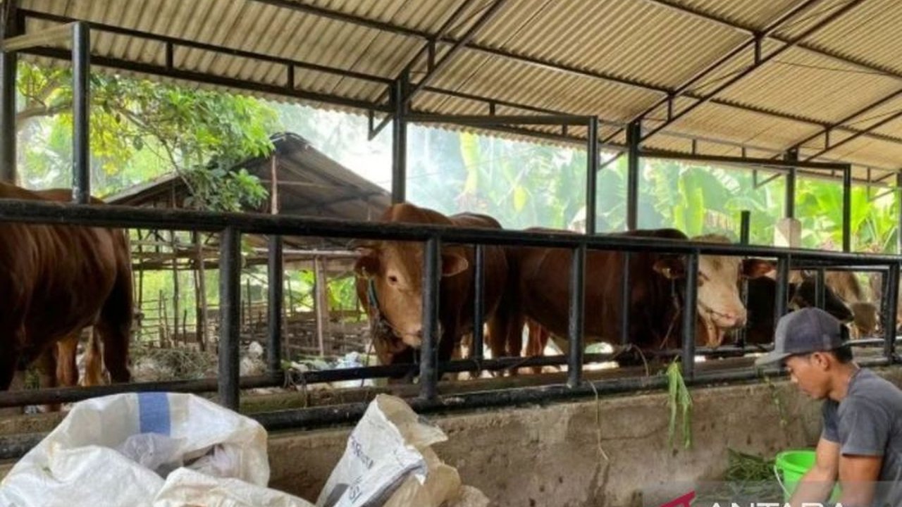 Pemerintah Kota Jambi menerima 150 dosis vaksin PMK tahap pertama dari Provinsi Jambi untuk mencegah wabah penyakit mulut dan kuku pada ternak, dengan vaksinasi langsung ke peternak.