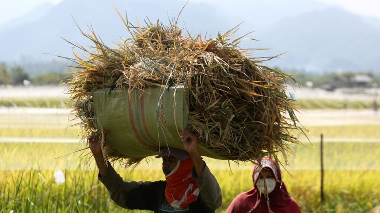 Meskipun produksi beras 2024 turun 2,24 persen, proyeksi awal 2025 menunjukkan peningkatan signifikan, namun perlu langkah mitigasi untuk menghadapi tantangan cuaca dan memastikan keberhasilan kebijakan penghentian impor beras.