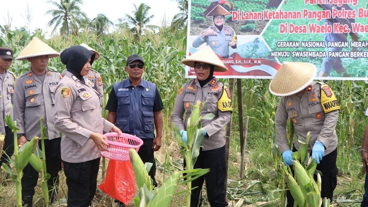 Polres Buru berhasil panen jagung di lahan 2 hektare di Desa Wailo, Kabupaten Buru, sebagai bagian dari program ketahanan pangan nasional, dengan target 10 hektare di tahun 2025.