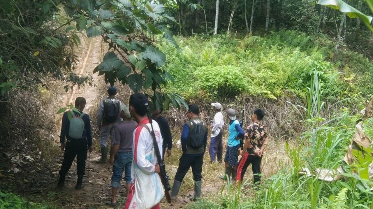BKSDA Sumbar memastikan hanya satu harimau Sumatera yang terlihat di Pagadih, Agam, Sumatera Barat, setelah menyelidiki laporan serangan terhadap ternak warga.