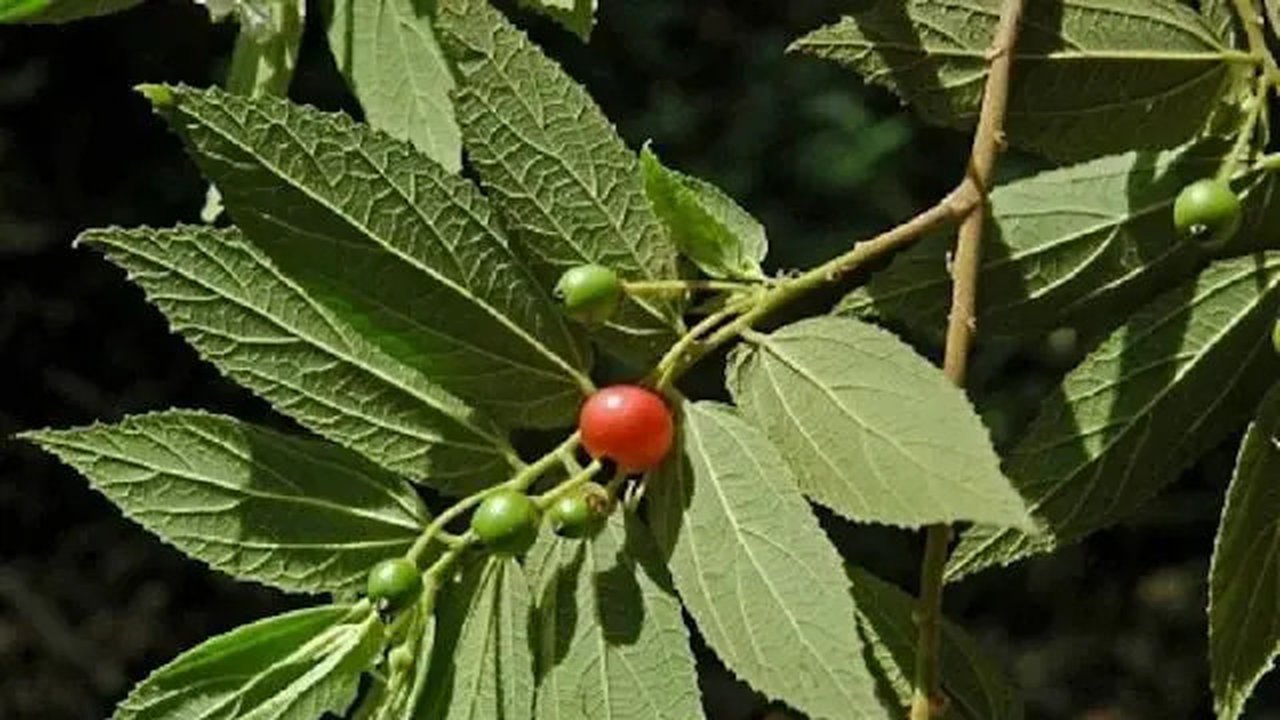 Daun Kersen (credit: Info Pertanian/alatpertanian.asia)