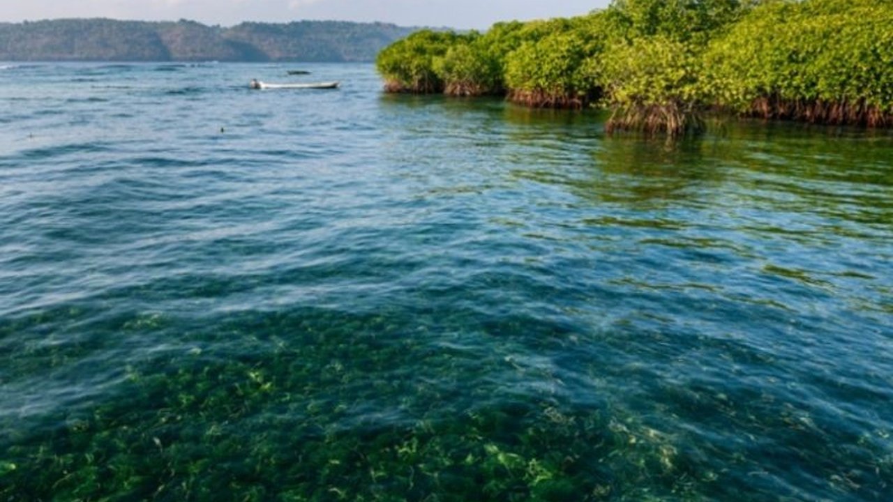 BRIN, Konservasi Indonesia (KI), dan International Blue Carbon Institute (IBCI) berkolaborasi untuk melestarikan padang lamun di Indonesia guna menjaga penyerapan karbon dan keanekaragaman hayati laut, dengan rencana puncak berupa lokakarya di Bali tahun.