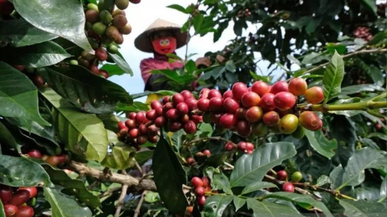 Pemerintah Kabupaten Sigi berkomitmen mendukung pengembangan kopi untuk meningkatkan pendapatan petani melalui bantuan alsintan, bibit, pelatihan, dan pendampingan korporasi, dengan target peningkatan produktivitas dan kualitas kopi.