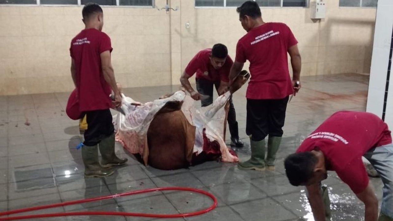 Rumah Potong Hewan (RPH) Lambaro di Aceh Besar kini beroperasi kembali dengan layanan lengkap dan tarif terjangkau, memastikan pemotongan hewan higienis dan tertib, sekaligus mencegah praktik pemotongan liar.