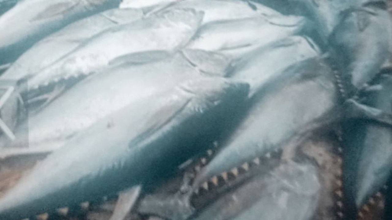 BUMDes di 257 kampung di Biak Numfor, Papua berpeluang besar memasok kebutuhan pangan untuk program Makan Bergizi Gratis (MBG) bagi 43 ribu siswa, mendukung program pemerintah pusat.