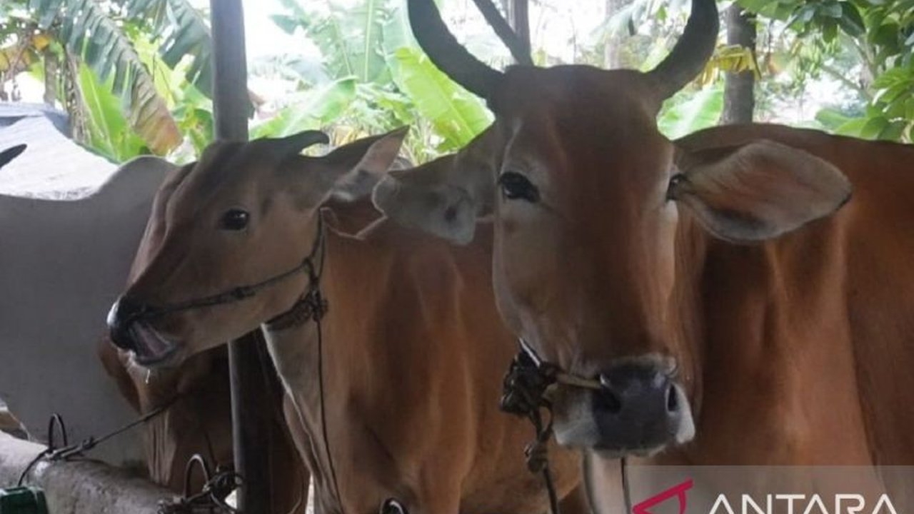 Dinas Pertanian Babel melaporkan 30.185 ternak berisiko PMK setelah ditemukan kasus positif di daerah tersebut; upaya pencegahan seperti vaksinasi dan pengawasan ketat pemasukan ternak dari luar daerah tengah digencarkan.