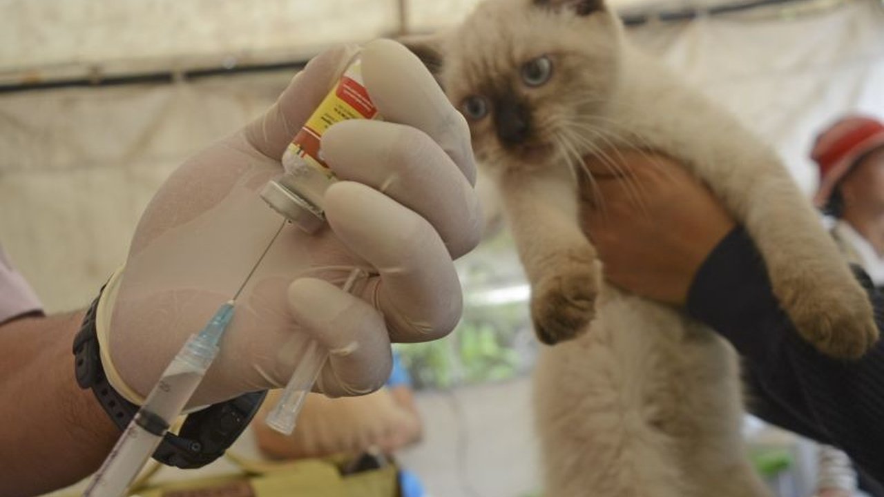 Pemerintah Kota Jakarta Timur telah memvaksinasi 268 hewan penular rabies (HPR) di Kelurahan Cakung Barat pada 13-23 Januari 2025 sebagai bagian dari upaya mencegah penyakit rabies.