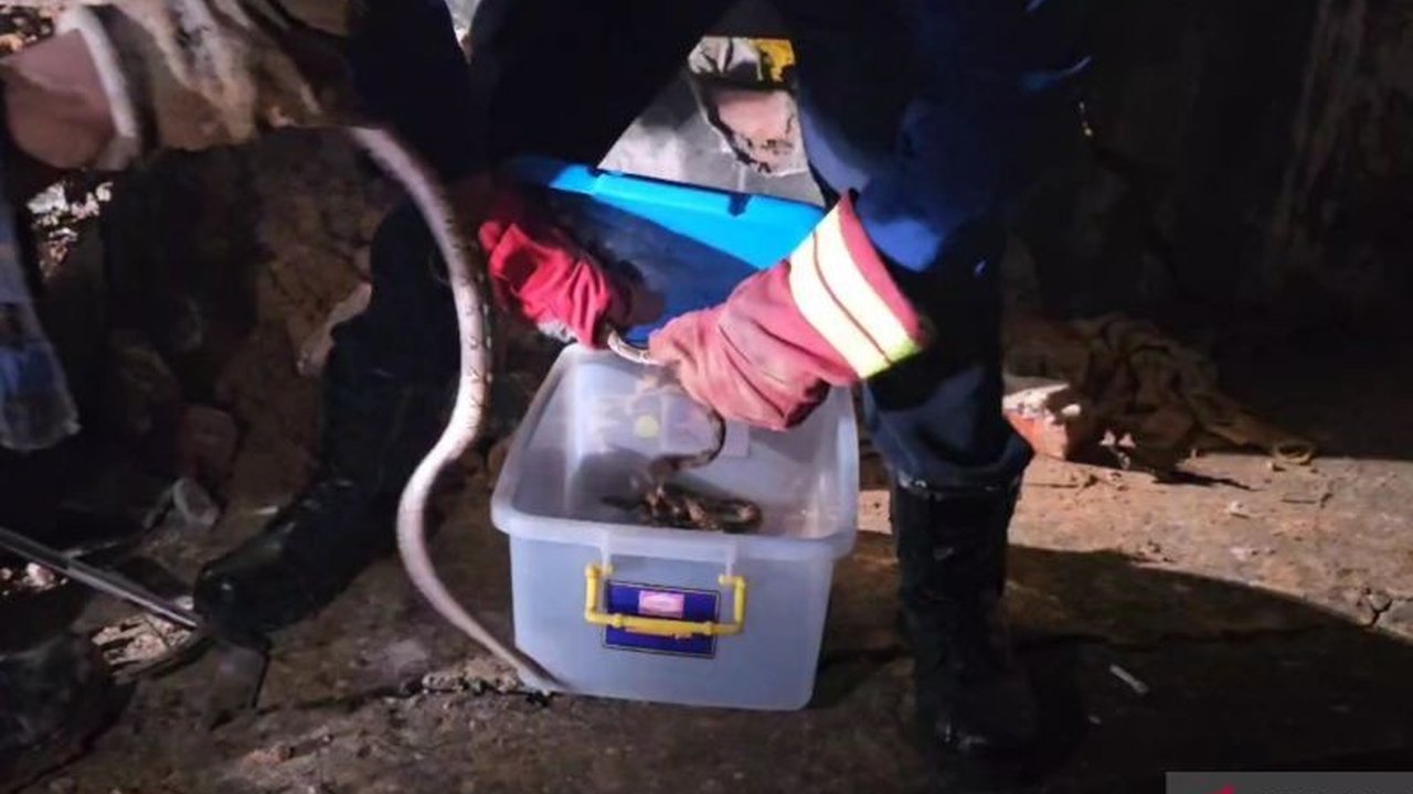 Tim Damkar Kota Jambi berhasil mengevakuasi 16 anak ular piton dari sarangnya di sebuah kafe di Kelurahan Simpang Tiga Sipin pada Minggu malam, 26 Januari 2024, setelah menerima laporan dari manajemen kafe.