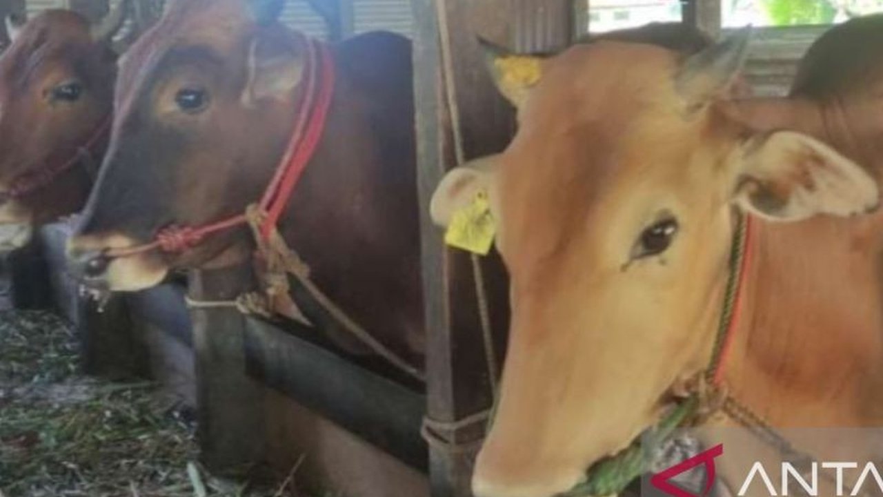 Tim Kesehatan Hewan Bangka berhasil menangani wabah Penyakit Mulut dan Kuku (PMK) pada 13 sapi yang diimpor dari Lampung, dan telah melakukan vaksinasi pada 723 sapi untuk mencegah penyebaran lebih lanjut.