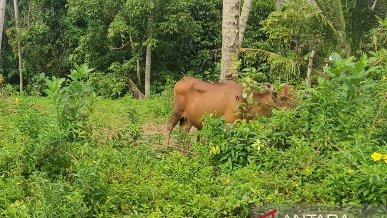 Pemerintah Kota Bengkulu melaporkan enam sapi mati akibat penyakit Jembrana, dan mengambil langkah pencegahan penyebaran penyakit mulut dan kuku (PMK) di wilayah tersebut.