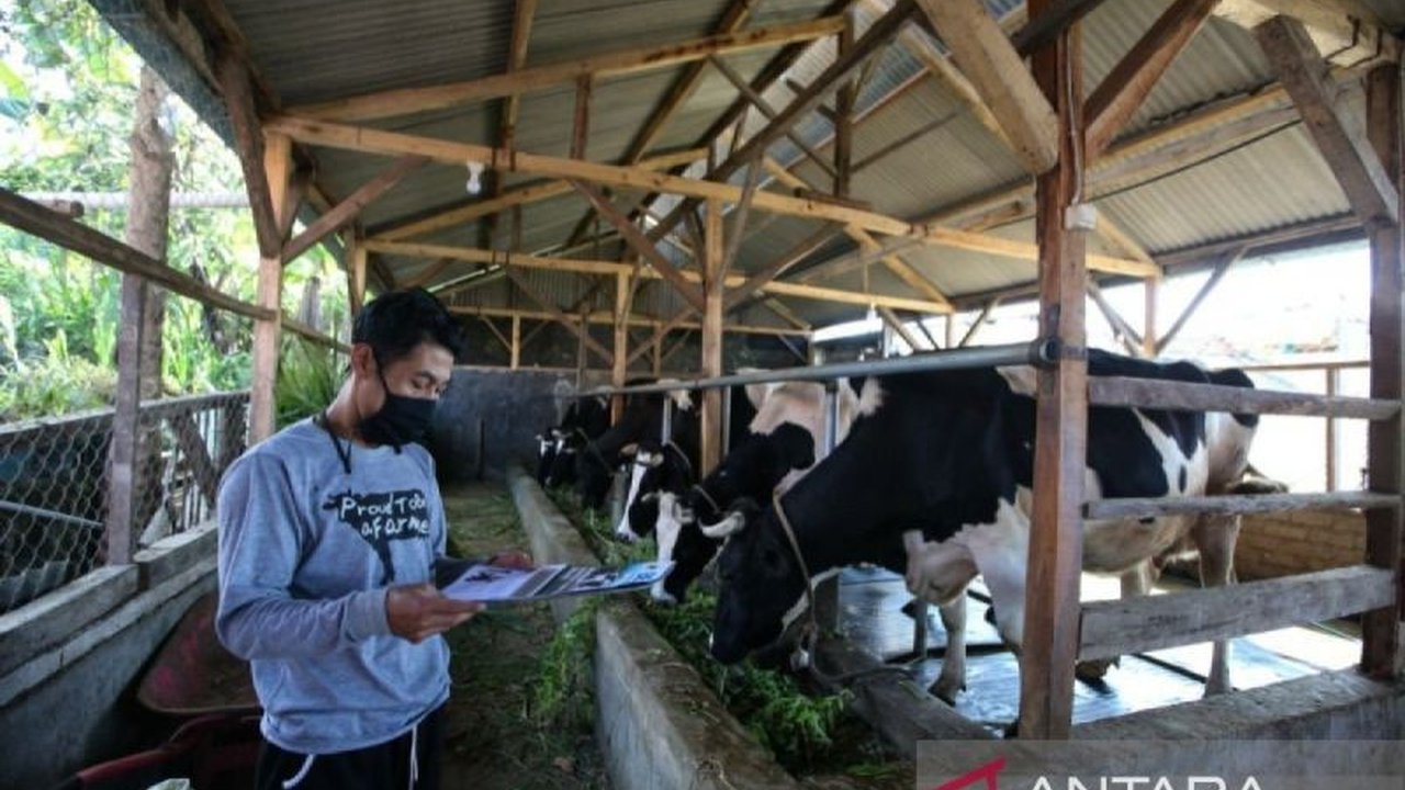 Kalbar Tingkatkan Kewaspadaan Hadapi Wabah PMK
