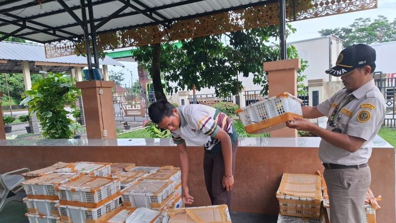 Petugas karantina di Pelabuhan Bakauheni berhasil menggagalkan penyelundupan 1.968 ekor burung berbagai jenis tanpa dokumen lengkap pada 26 Januari 2025, yang dikirim dari beberapa daerah di Lampung menuju Bekasi.