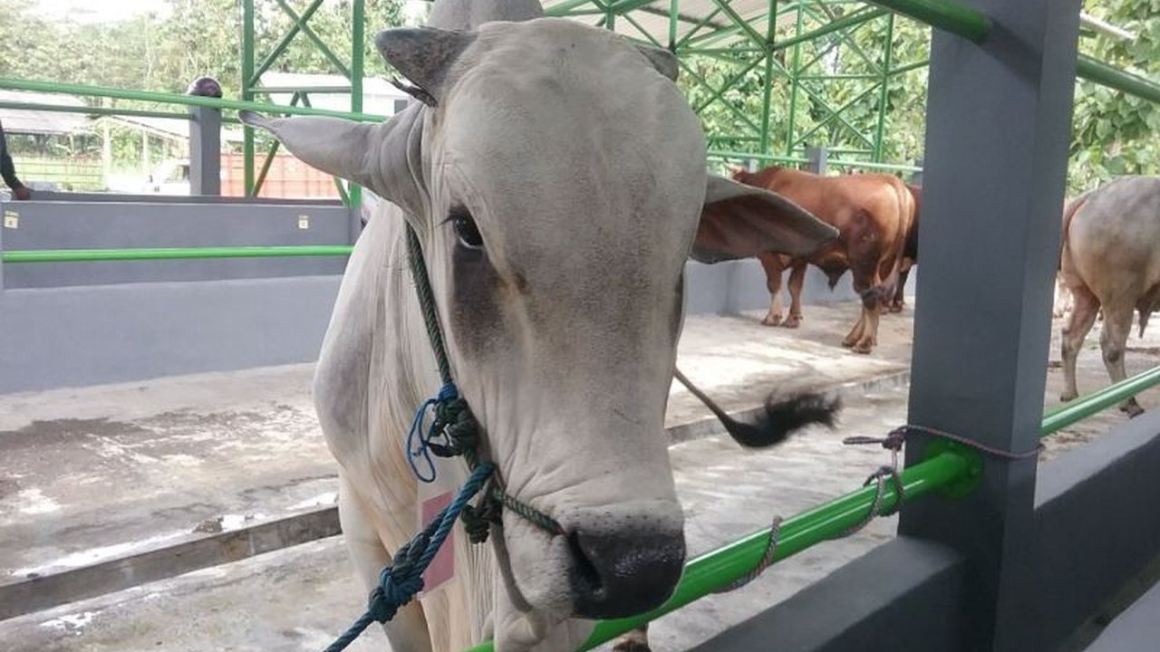 Pemerintah Kabupaten Sleman memutuskan untuk tidak menutup pasar hewan, melainkan memperketat pengawasan dan vaksinasi PMK untuk mencegah penyebaran penyakit, meskipun telah menerima ribuan dosis vaksin PMK.