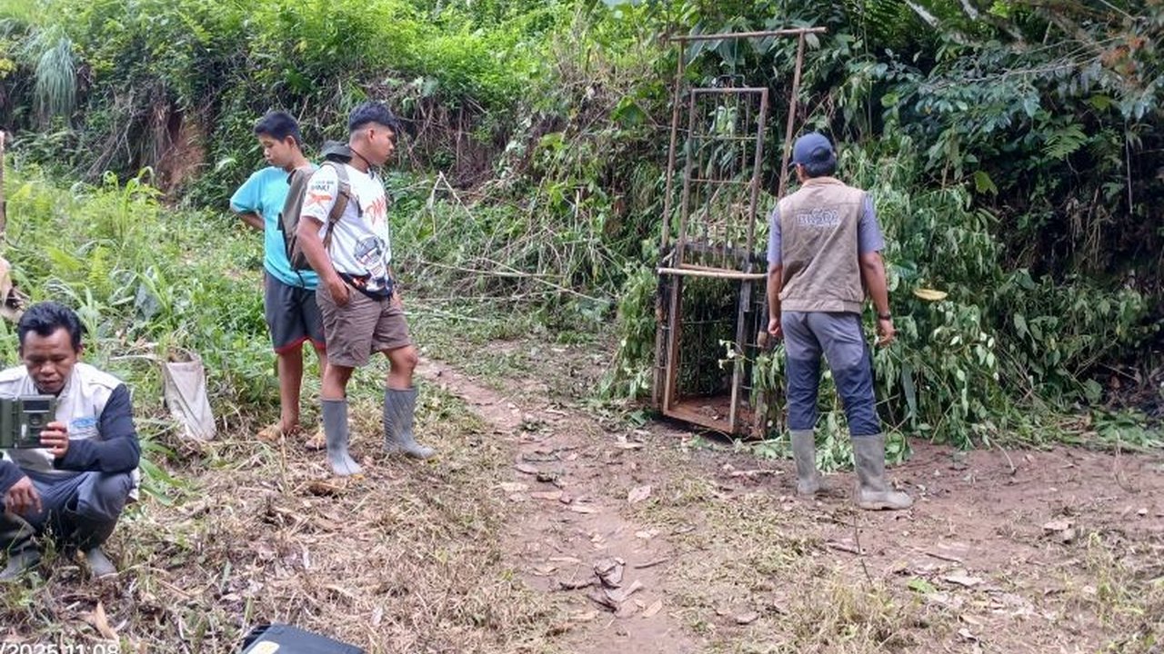 BKSDA Sumbar Pasang Jebakan Harimau Cacat di Agam