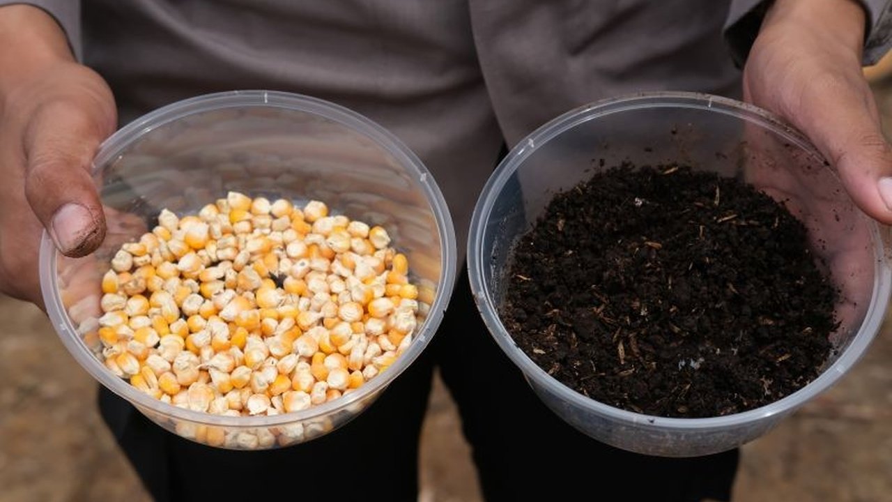 Polres Jayawijaya, Papua Pegunungan, akan memanen sekitar 10 ton jagung pada Maret atau April 2025 sebagai upaya mendukung ketahanan pangan nasional, berkolaborasi dengan Pemda dan Bulog.