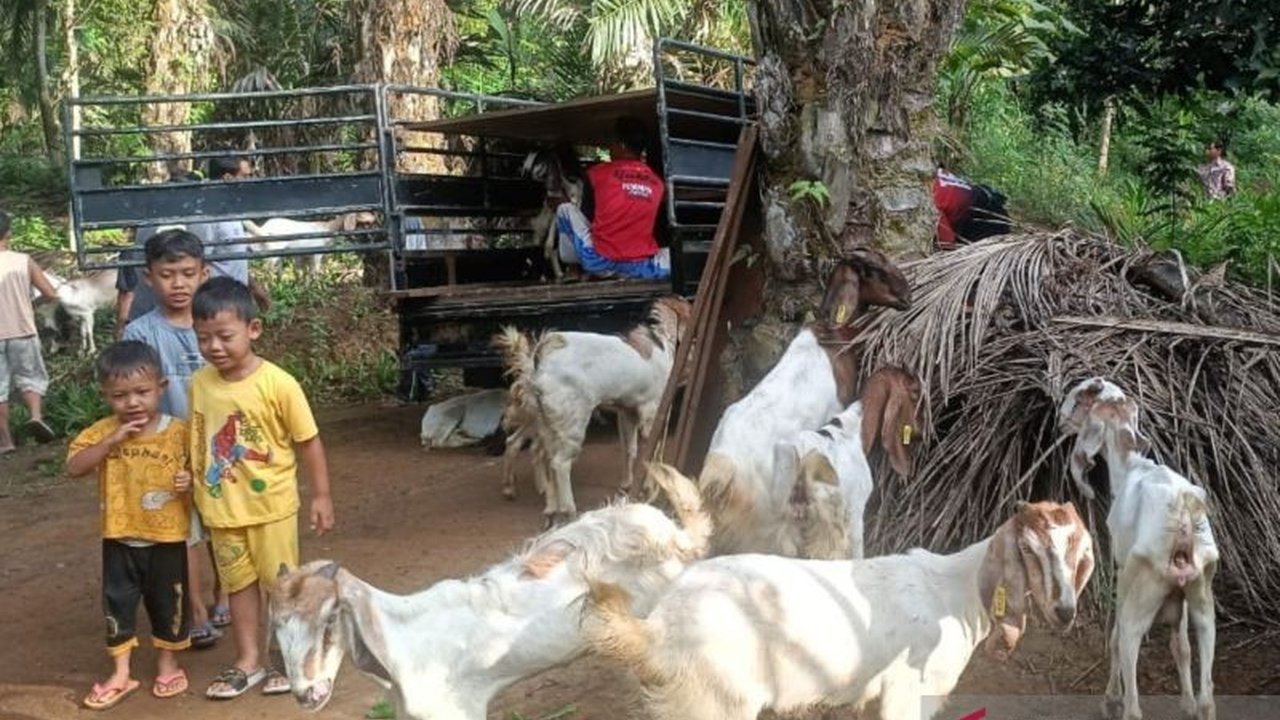 Desa Tunggal Jaya, Mukomuko, Bengkulu, mengalokasikan 20% dari dana desa tahun 2025 senilai Rp1 miliar untuk pengembangan usaha peternakan kambing melalui kelompok tani setempat, guna meningkatkan ketahanan pangan.
