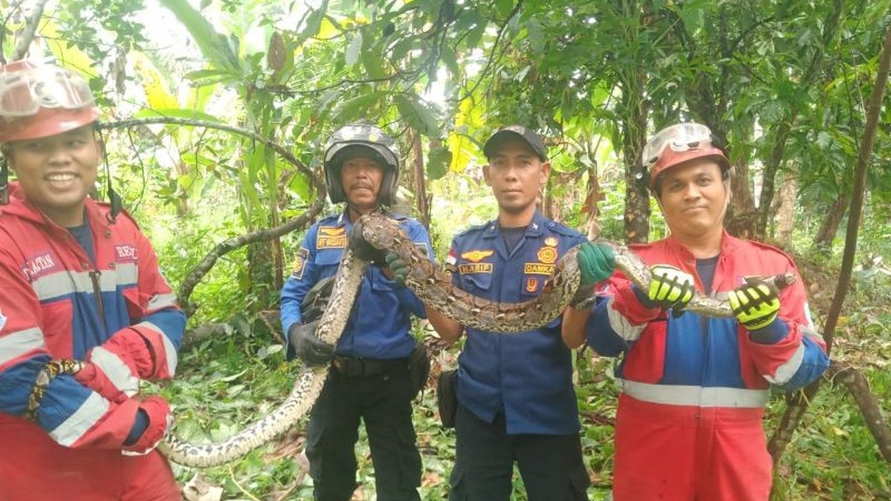 Tim Damkar Kota Jambi berhasil mengevakuasi ular sanca sepanjang 2,5 meter dari rumah warga di Kelurahan Bakung Jaya, Kecamatan Paal Merah, Jambi, pada Senin siang, berkat respon cepat dan prosedur 5T.