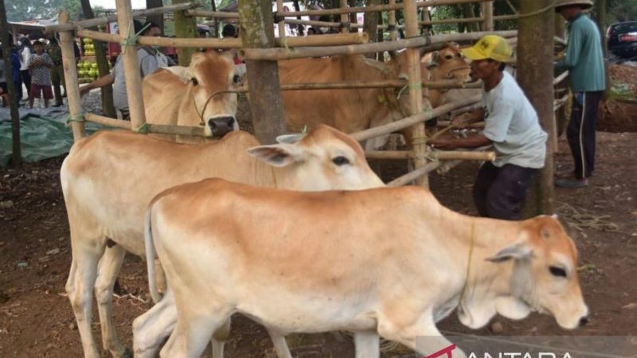 Wabah PMK di Bekasi mengancam populasi sapi potong, mengganggu pasokan, dan berpotensi meningkatkan harga daging sapi secara signifikan, terutama menjelang bulan puasa dan Idul Fitri.