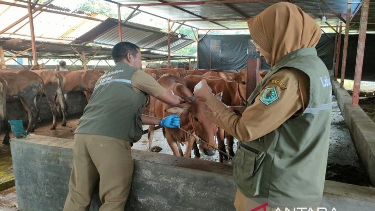 Pemkab Sumenep, Jawa Timur, mendistribusikan 7.000 dosis vaksin PMK melalui puskeswan dan petugas inseminator untuk mengatasi wabah PMK yang telah menyerang 17 sapi dan juga penyakit BEF.