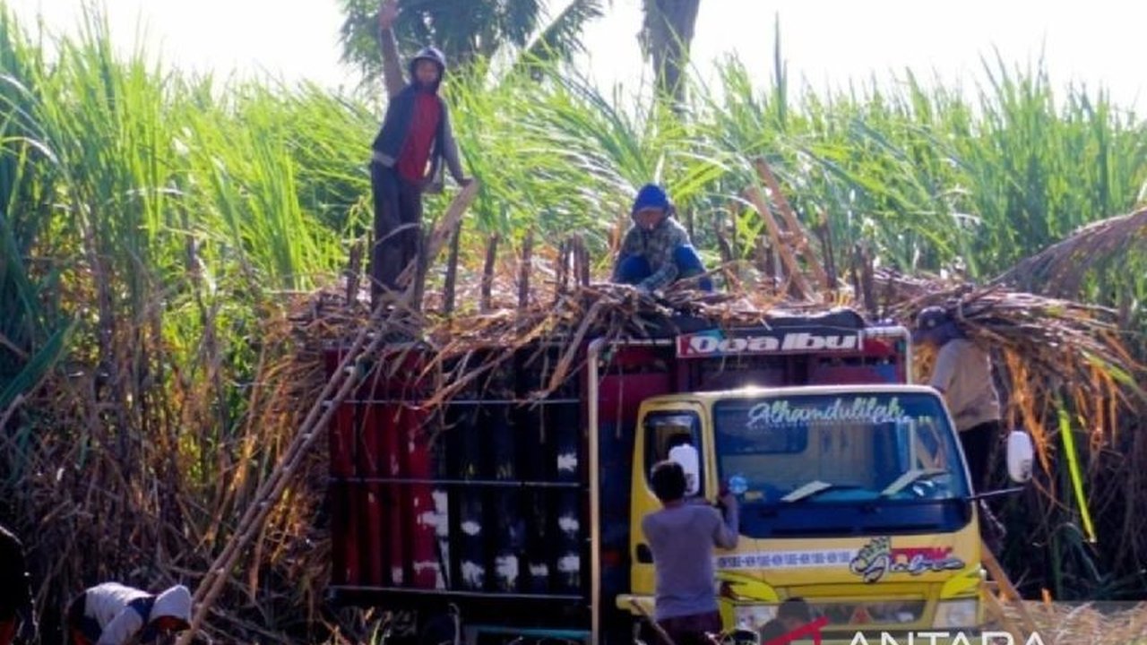 APTRI Asembagus, Situbondo mendukung rencana PG Asembagus untuk mengoptimalkan kapasitas giling tebu hingga 4.300 ton per hari pada musim giling tahun ini, didorong oleh peningkatan produktivitas dan harga gula.