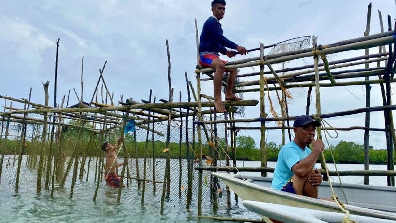 Menjelang Imlek 2025, nelayan di Belakangpadang, Batam, ramai-ramai memanen ikan dingkis, yang harganya meroket hingga ratusan ribu rupiah per kilogram, menghasilkan pendapatan hingga puluhan juta rupiah per hari.