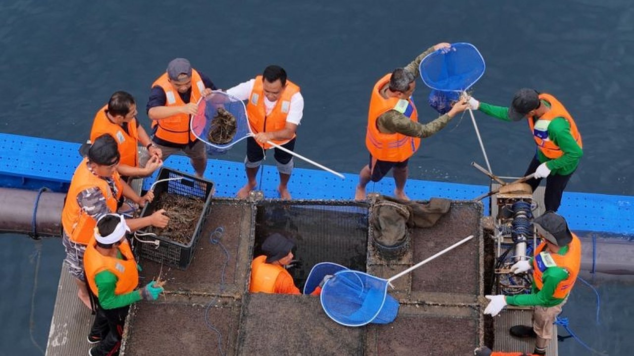 Kementerian Kelautan dan Perikanan (KKP) mendorong pengembangan budidaya lobster di Indonesia melalui panen perdana di Bali, hasil kerjasama dengan perusahaan swasta dan transfer teknologi dari Vietnam, demi meningkatkan perekonomian dan keberlanjutan sum
