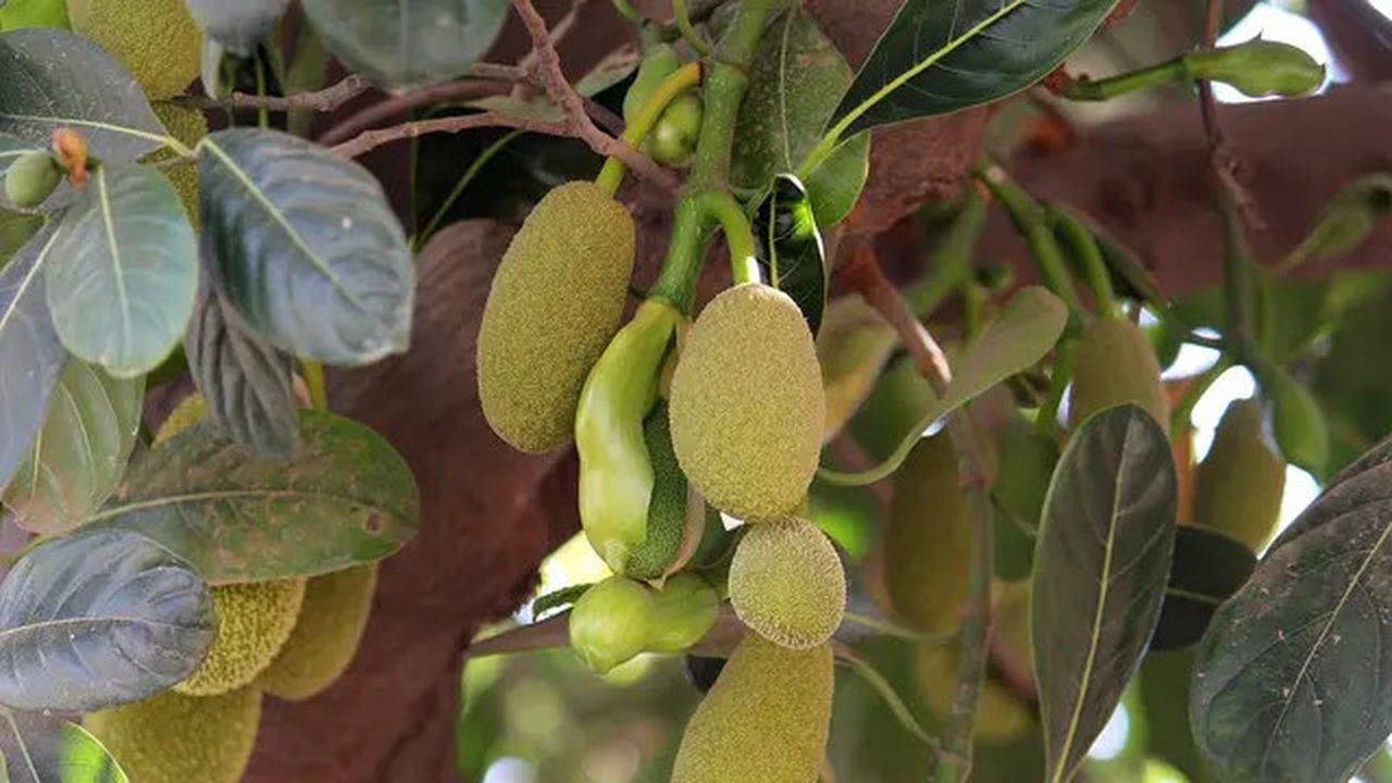 Ekstrak daun nangka mempunyai banyak manfaat (Dok.Poxabay.com)