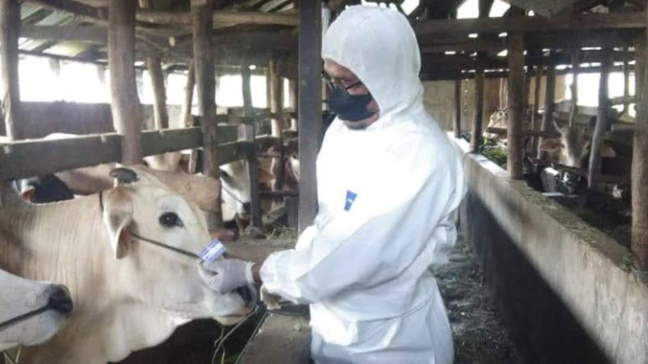 Dinas Pertanian Pasaman gencar melakukan vaksinasi PMK pada 700 sapi untuk mencegah penyebaran wabah, setelah ditemukan kasus sapi terjangkit dari luar daerah.