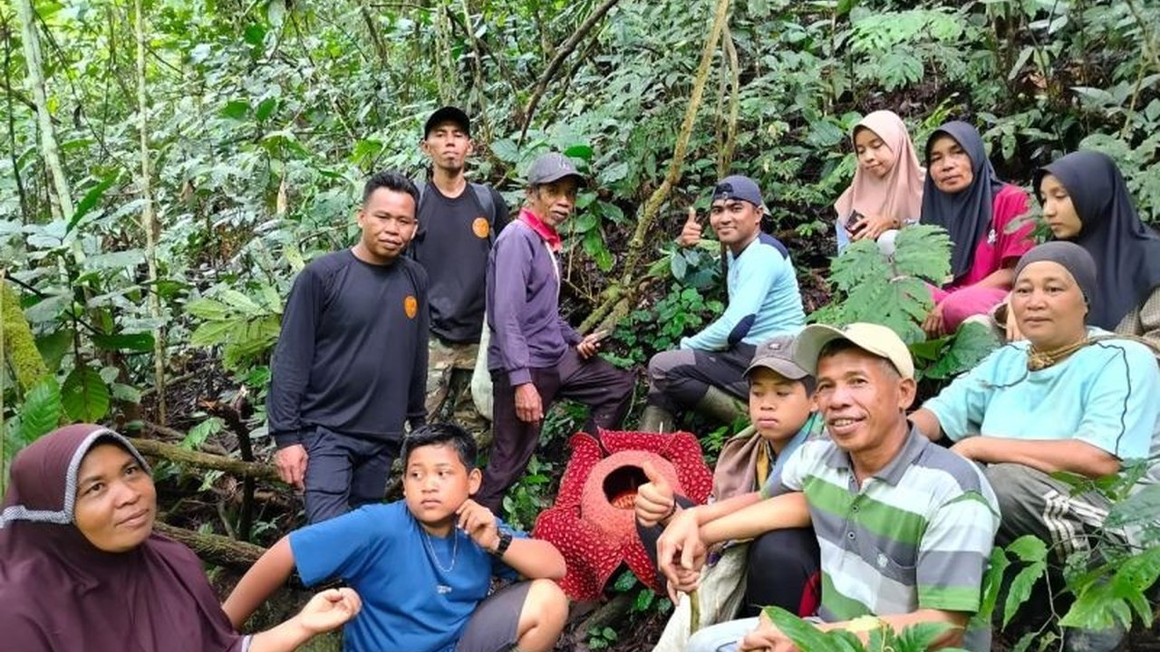 Penemuan titik sebaran baru Rafflesia Arnoldii yang mekar sempurna di Jorong Pagadih Hilia, Agam, Sumatera Barat, menambah daftar lokasi bunga langka ini dan berpotensi meningkatkan kunjungan wisata.