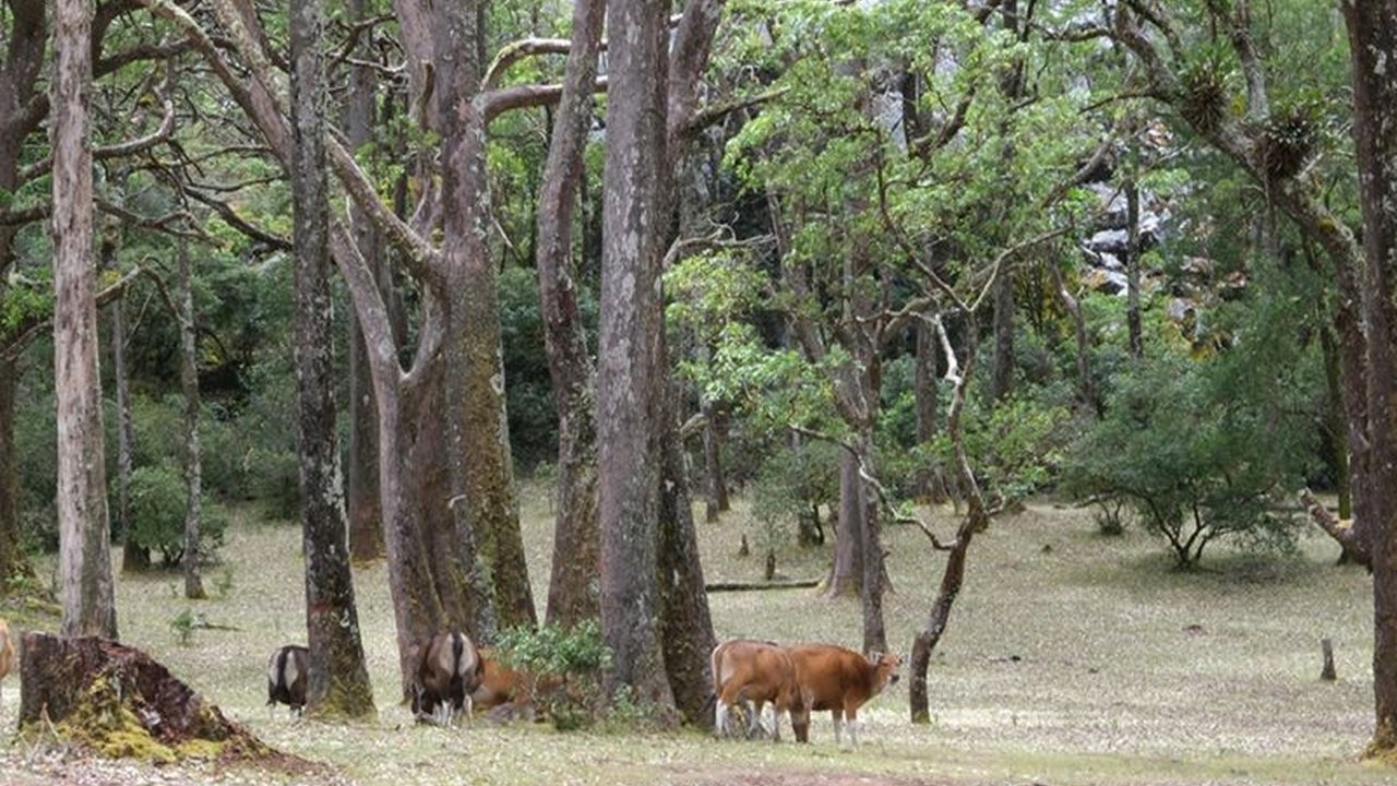 Balai Besar Konservasi Sumber Daya Alam (BBKSDA) NTT menutup sementara Taman Nasional Mutis Timau di Pulau Timor karena cuaca buruk yang menyebabkan beberapa kasus hipotermia pada pengunjung.
