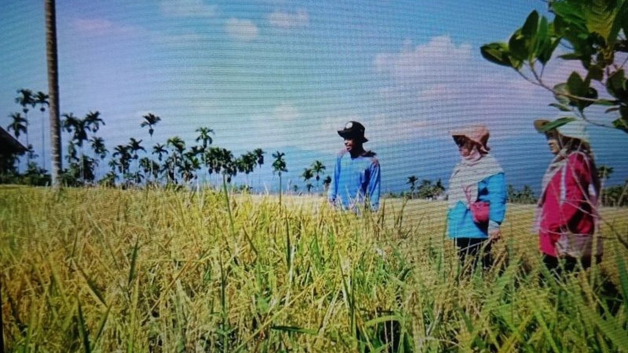 Hadi Irpandi, petani milenial di Pasaman, sukses kembangkan usaha penangkaran bibit padi unggul dan pupuk organik, berkontribusi pada target produksi padi nasional tahun 2025.