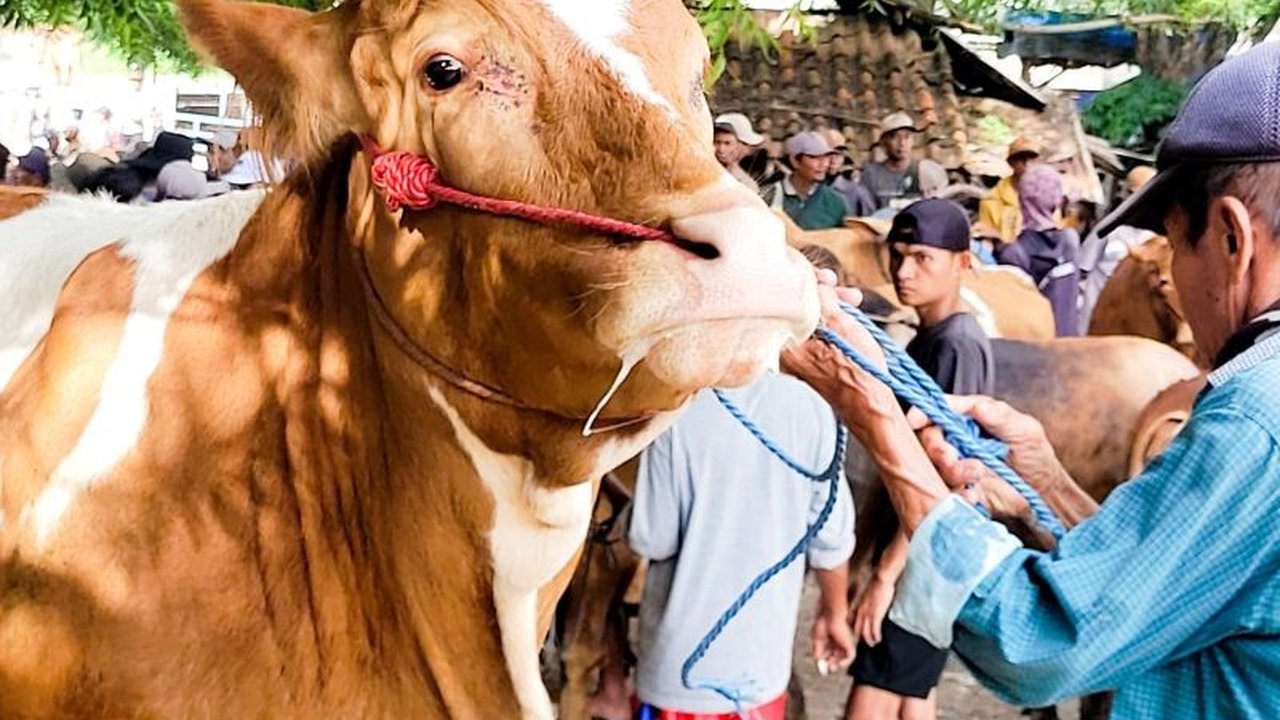 Kabupaten Situbondo menetapkan status darurat penyakit mulut dan kuku (PMK) setelah 303 sapi dan beberapa domba terjangkit, dengan upaya vaksinasi PMK yang telah dilakukan kepada 3.060 sapi.