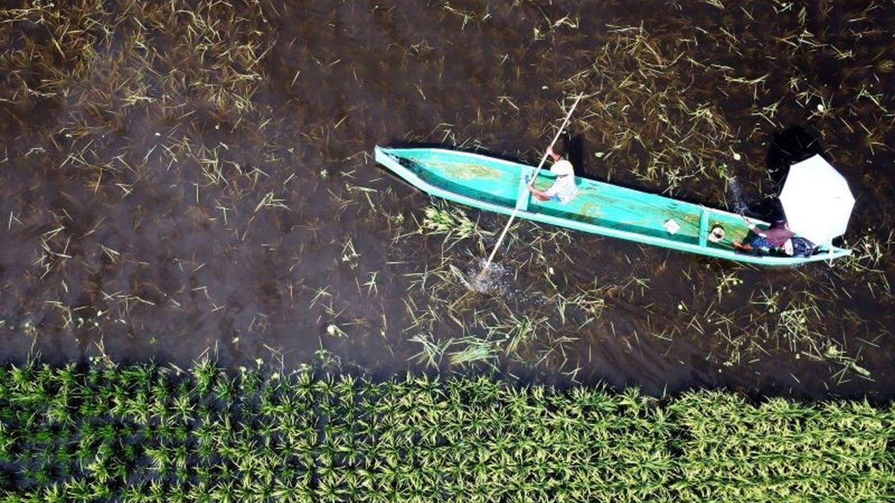 Pemerintah Kabupaten Gorontalo mendata lahan pertanian yang terdampak banjir Danau Limboto,  memberikan bantuan bibit, dan petani mengalami kerugian hingga puluhan juta rupiah.