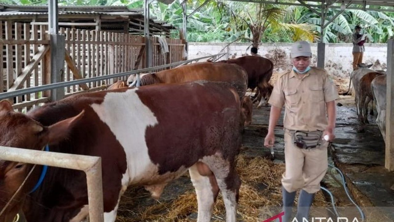 Pemerintah Kabupaten Bekasi intensifkan vaksinasi dan pengawasan ketat untuk mencegah penyebaran Penyakit Mulut dan Kuku (PMK) pada hewan ternak yang tengah meningkat kasusnya, kendati menghadapi kendala kesadaran peternak dan keterbatasan sumber daya.
